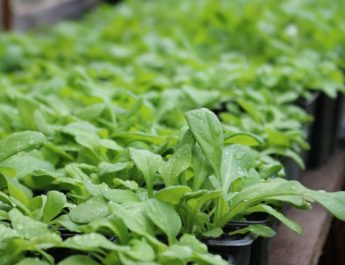 Тысячи цветов украсят райцентр