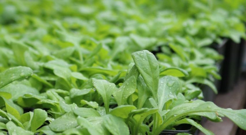 Тысячи цветов украсят райцентр