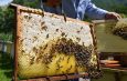 Почему белорусские пчёлы – лучшие в мире, а их мёд – самый полезный