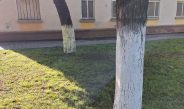 Деревья побелили