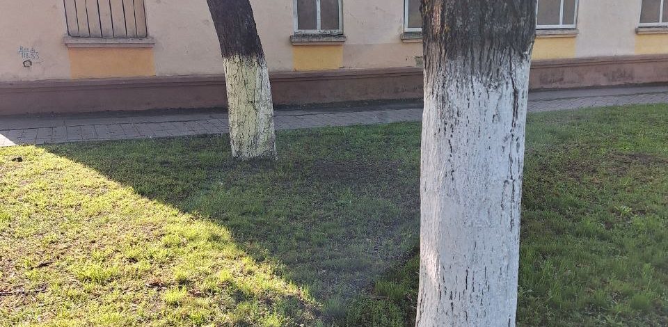 Деревья побелили