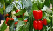 Болгарский перец может горчить даже при хорошем уходе: названы 5 неожиданных причин
