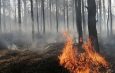 С начала года в области зафиксировано 798 возгораний в природных экосистемах