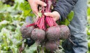 Уборка свеклы. Как не потерять урожай и сохранить его до весны